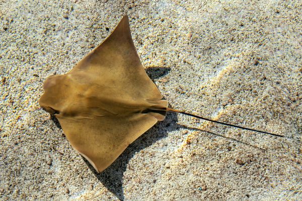 How to catch Bat Ray (Myliobatis californica) - Fishing Trip