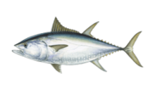 How to catch bluefin tuna (Thunnus thynnus)