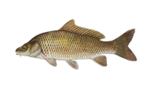 How to catch carp (Cyprinus Carpio)