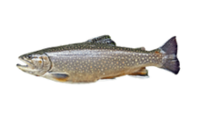 How to catch lake trout (Salvelinus namaycush)