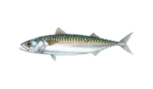 How to catch mackerel (Scomber scombrus)