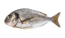 How to catch seabream (Sparus aurata)