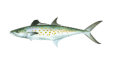 How to catch spanish mackerel (Scomberomorus munroi)