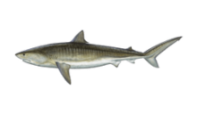 How to catch tiger shark (Galeocerdo cuvier)