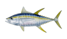 How to catch yellowfin tuna (Thunnus albacares)